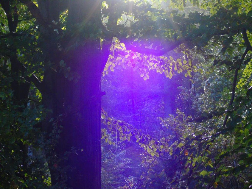 Violett 4, Quelle: www.lichtwesenfotografie.com