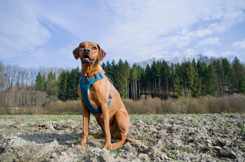 Geschirr für Hunde, Hundegeschirr