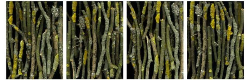 MICHAELA BRUCKMÜLLER, Natürliches Ordnungssystem, Flat bed scan, fine art print, 2017, gerahmt, Naturholz, Einzelbild, 29,7x21cm, Serie zu je vier Bildern