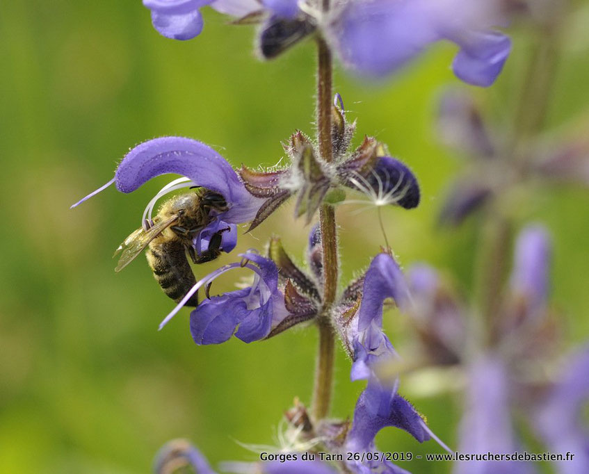 Apis mellifera et salvia pratensis