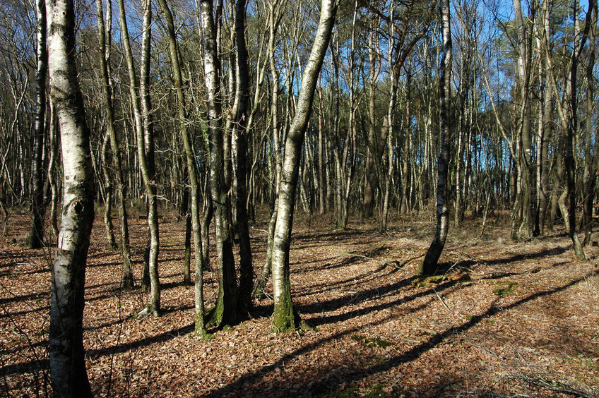 Jeune boisement humide à Bouleaux, Chênes pédonculés, Pins sylvestres et Molinie bleue situé à l'Ouest du site d'exploitation. Cliché : Loïs MOREL.