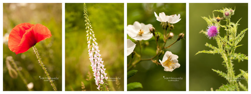 Klaproos, Vingerhoedskruid, meidoorn, distel, macrofotografie