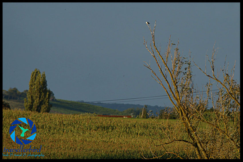 Black-winged Kite in franconia