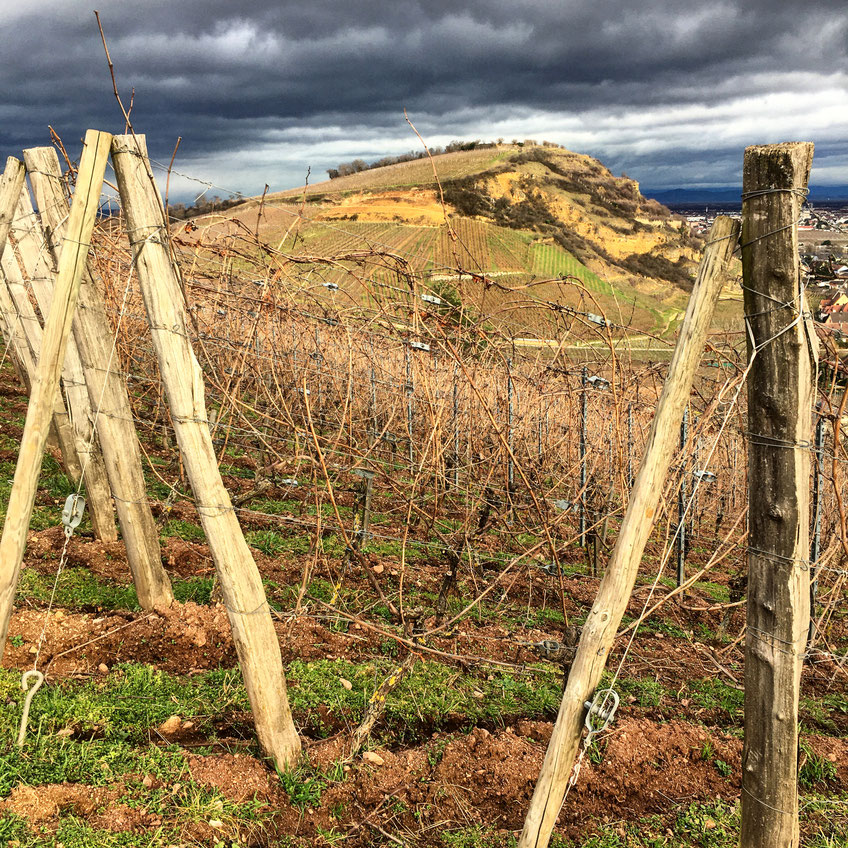 En Alsace, la diversité des roches et des sols est une des plus complexe au monde - (photographie : Caroline Claude-Bronner)