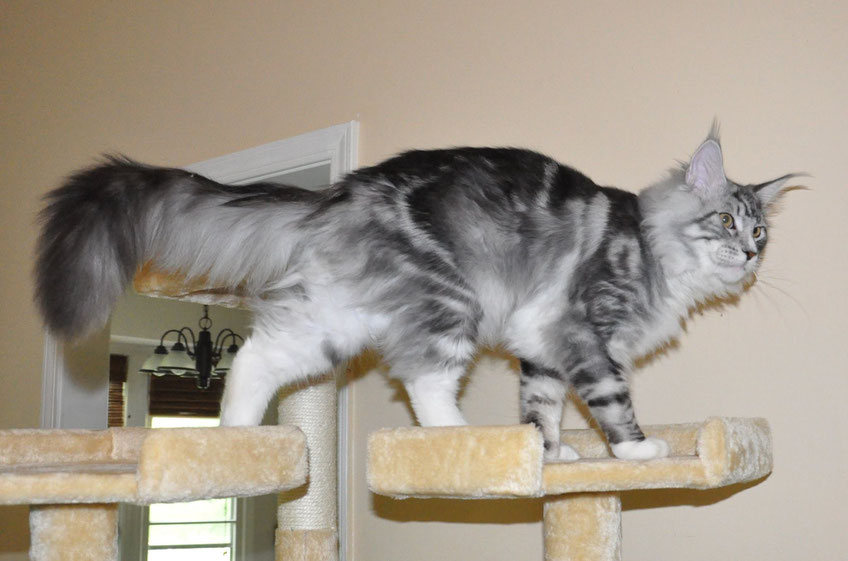 Progressive Near Me >> Charles of EuroCoons Maine Coon Cattery in Olathe KS ... Progressive Near Me >> Charles of EuroCoons Maine Coon Cattery in Olathe KS ...