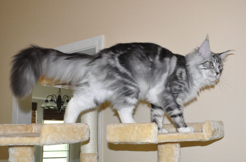 maine coon kittens for sale - maine coon cats for sale - european maine coon