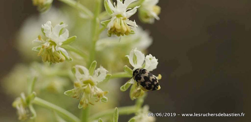 Coleoptere Attagenus trifasciatus sur fleur de Reseda Jacquinii Cévennes