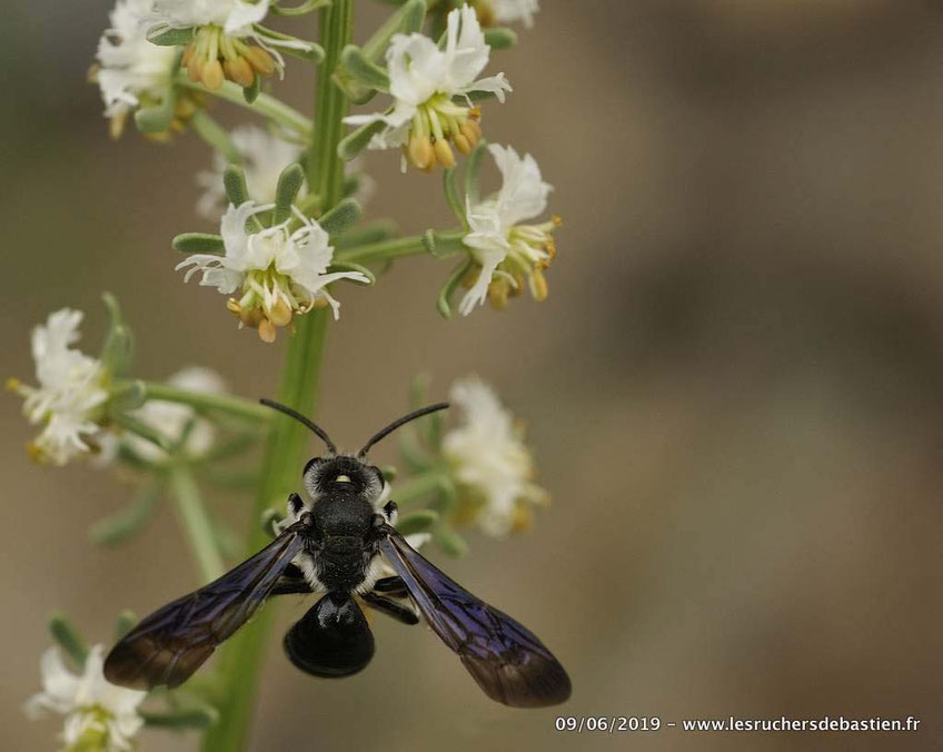 Hymenoptere Andrena agilissima butinant le réséda de jacquin dans les Cevennes