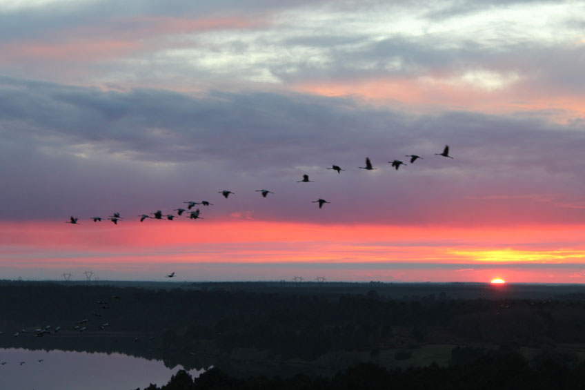 Couché des grues Arjuzanx