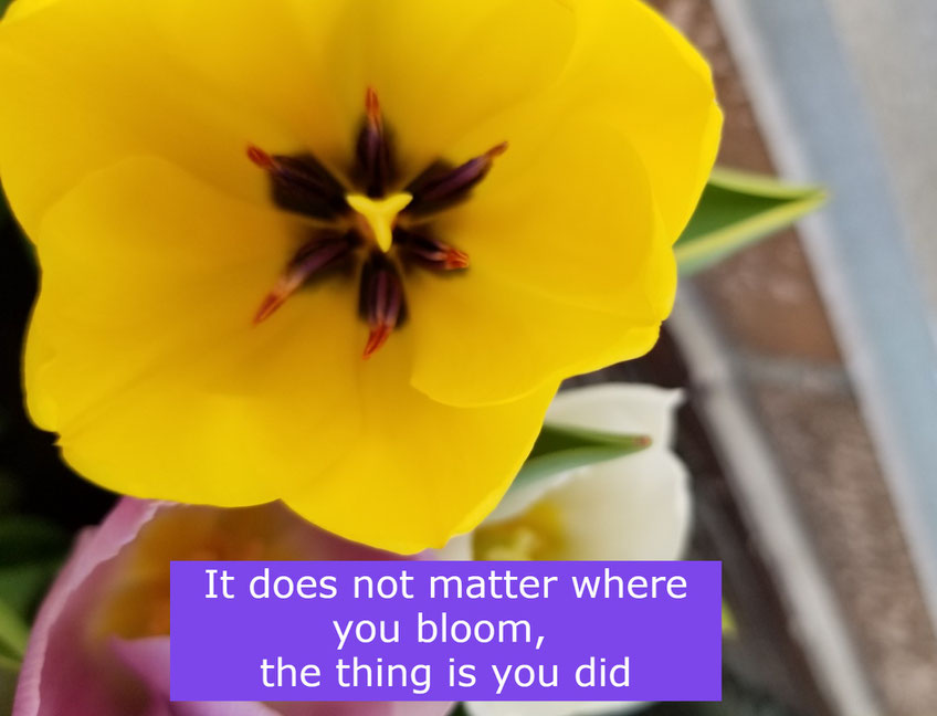 Darwin Tulip