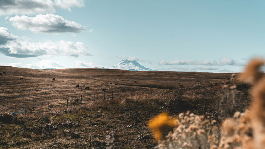 Blumenwiese in Island. Bild von Cameron Stewart auf Unsplash.