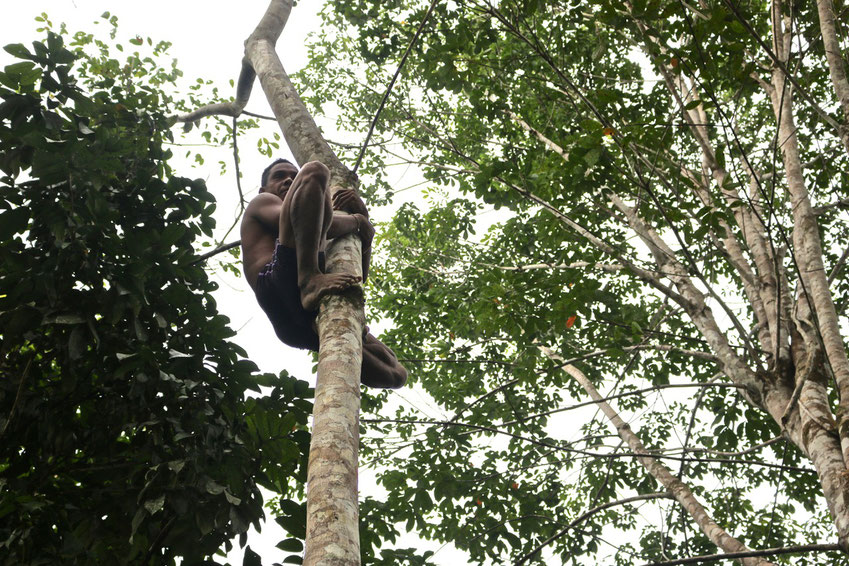 Tree Climbing