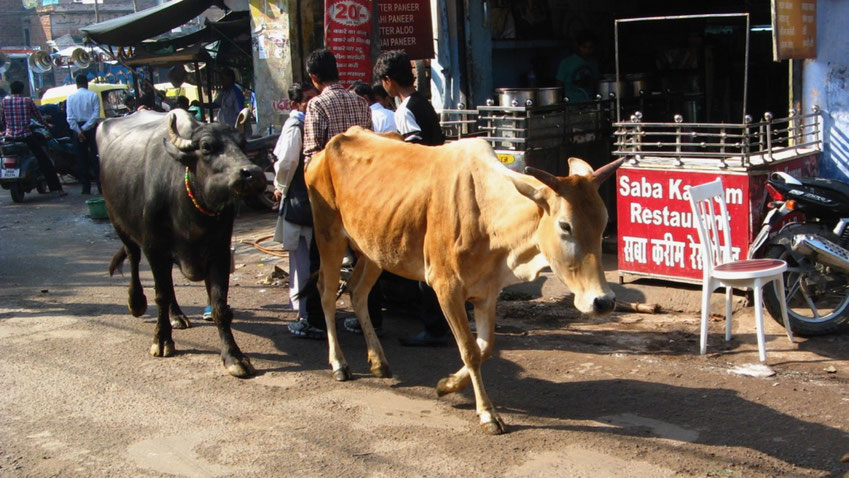 heilige Kühe in Indien