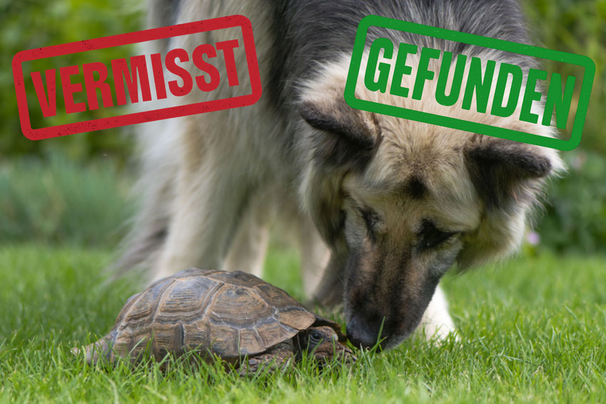 Hund findet vermisste Schildkröte