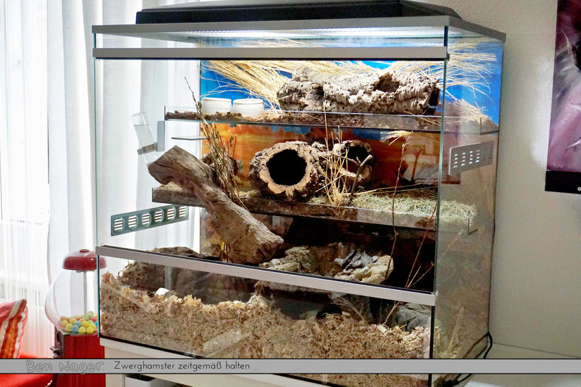 tiergerechter käfig, Zwerghamstekäfig aus Glas, Nagerterrarium, Nagarium, welcher Käfig für Zwerghamster, Hamsterkäfig kaufen, HamsterkäfigEinrichtung, Hamsterkäfig DIY, Nagetierratgeber, Hamsterliebe, Tierschutz, Tierpflege, Nagetiere, bennagerbooks