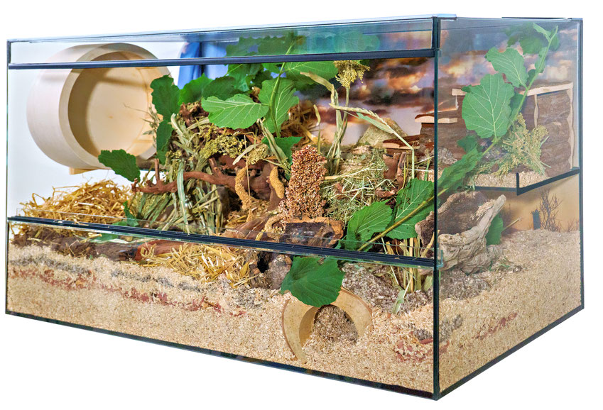 tiergerechter Goldhamsterkäfig, Goldhamsterkäfig aus Glas, Nagerterrarium, Nagarium, welcher Käfig für Goldhamster