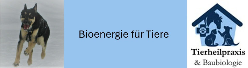 Tierheilpraxis Bioenergie für Tiere