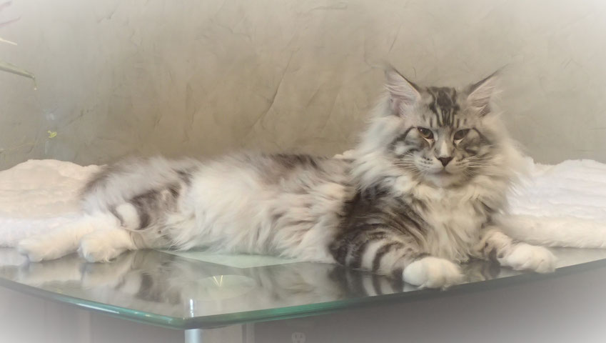 maine coon kittens for sale - maine coon cats for sale - european maine coon