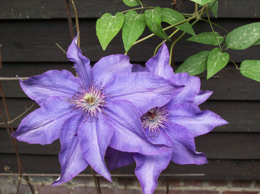 Clematis