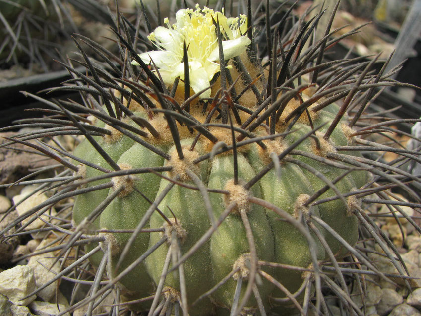 Same plant in flower