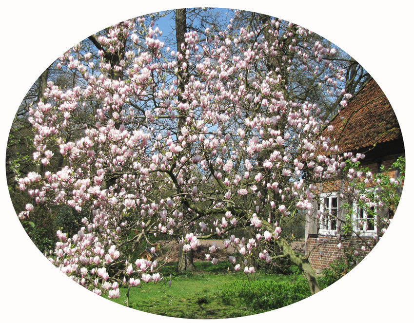 Blühende Magnolie vor dem Haus © Winfried Haas