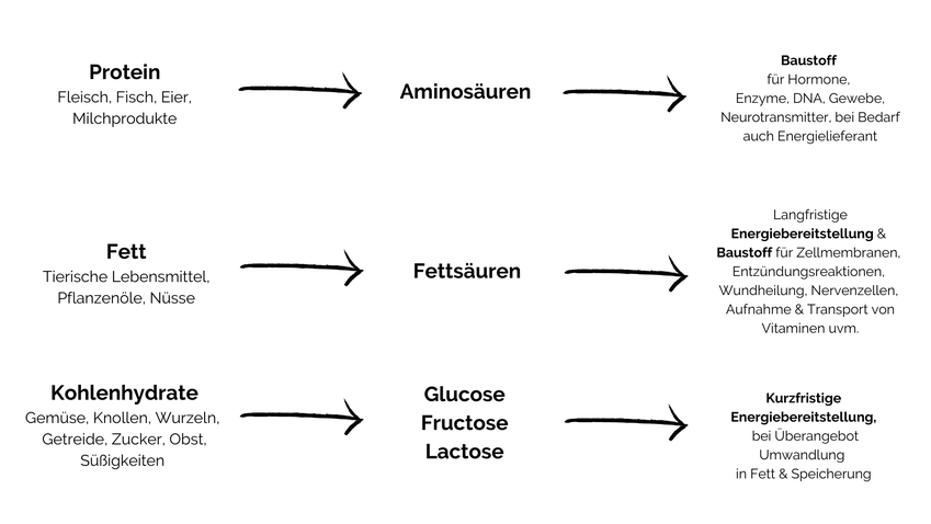 Eiweiß & Kohlenhydrate liefern 4,1 Kalorien und Fett 9,3 Kalorien pro 1 g. Aber außer als Energiequelle, werden sie ebenso für viele weitere Funktionen gebraucht.