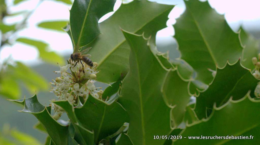 Fleur mâle du houx commun et apis mellifera en train de butiner Cévennes