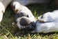 coussinet noir d'un chien couché dans l'herbe par coach canin 16 éducateur canin en charente