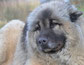 Tête d'un chien eurassier gris par coach canin éducateur canin charente