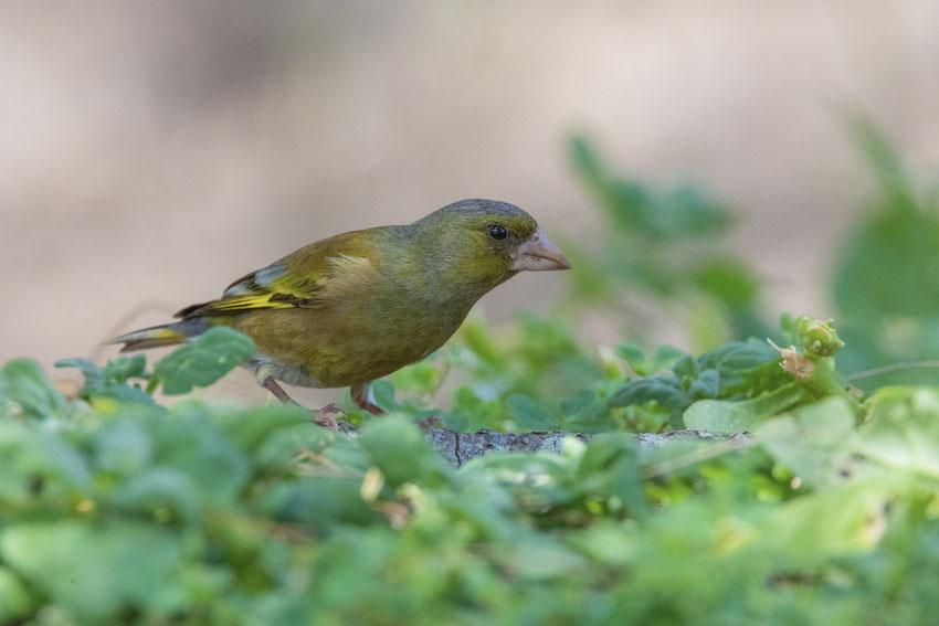 オガサワラカワラヒワ　Ogasawara Greenfinch　