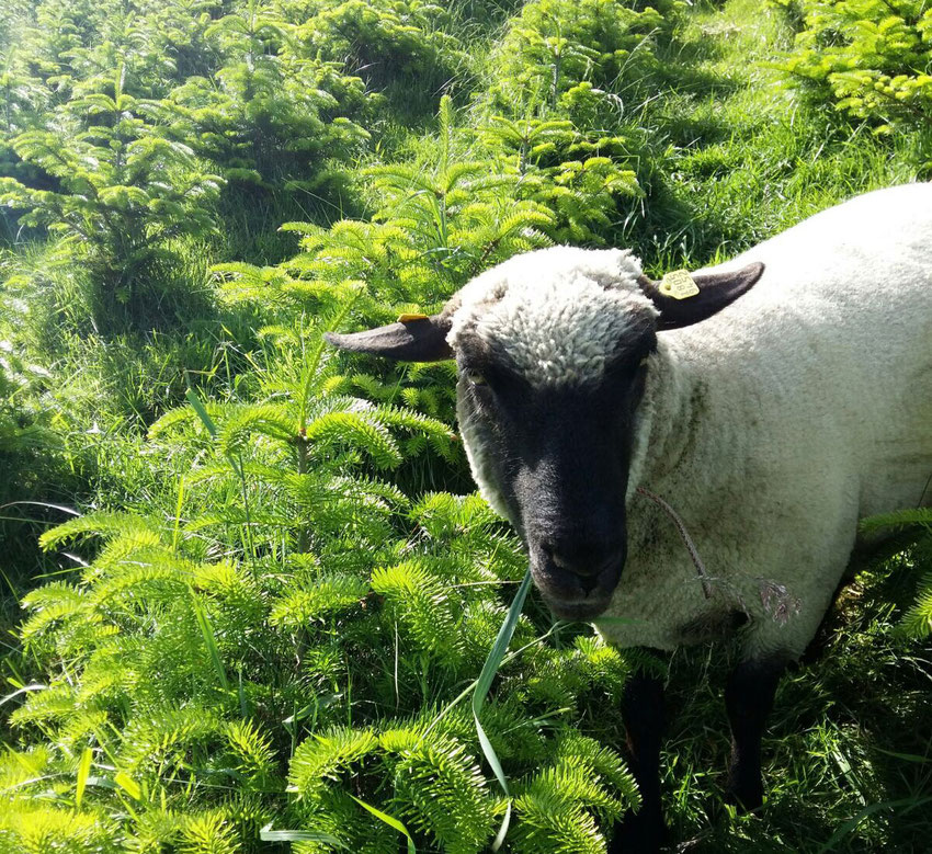 Shropshire Schafe auf unserer Plantage - Tannenbaumplantage Wälchli Weihnachtsbäume Wäckerschwend