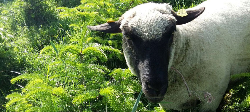 Shropshire Schafe auf unserer Plantage - Tannenbaumplantage Wälchli Weihnachtsbäume Wäckerschwend