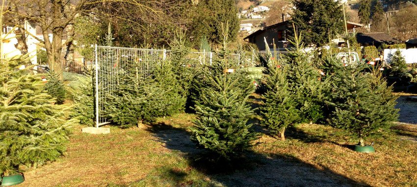 Weihnachtsbaum Verkaufsstand in Tenero TI - Tannenbaumplantage Wälchli Weihnachtsbäume Wäckerschwend