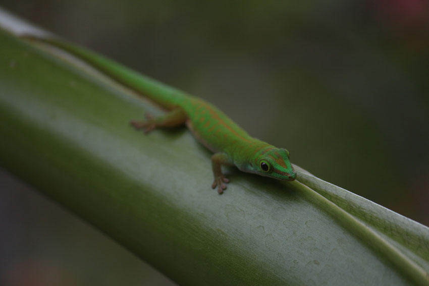 Naturfotografie Iris Stierlen Gecko