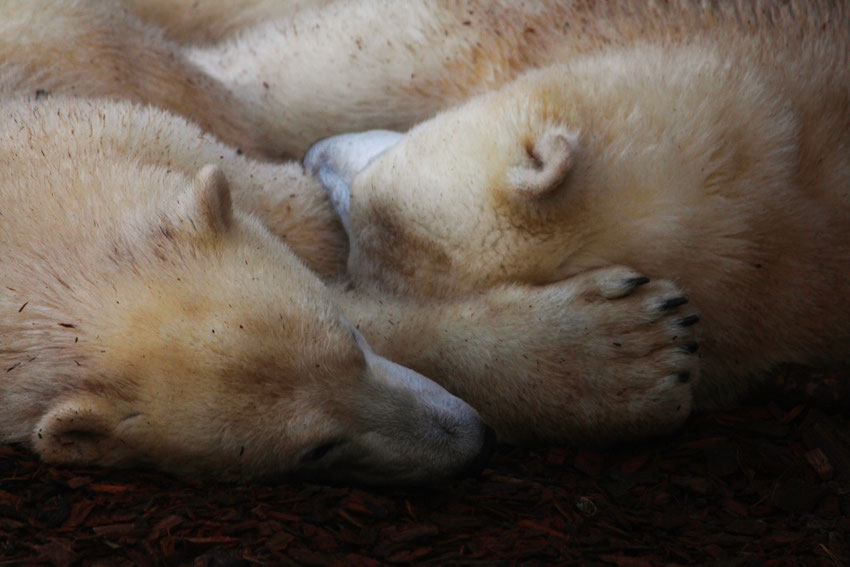 Naturfotografie Iris Stierlen Eisbären kuscheln