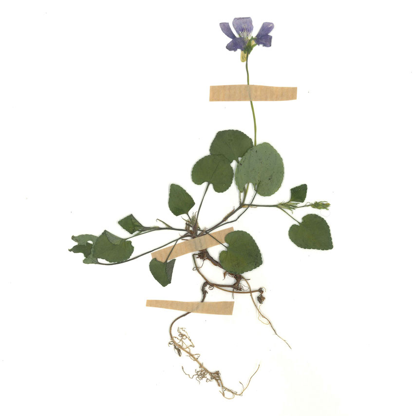 planche d'herbier réalisée par Romane Garesché et Mathis Disant - juin 2021