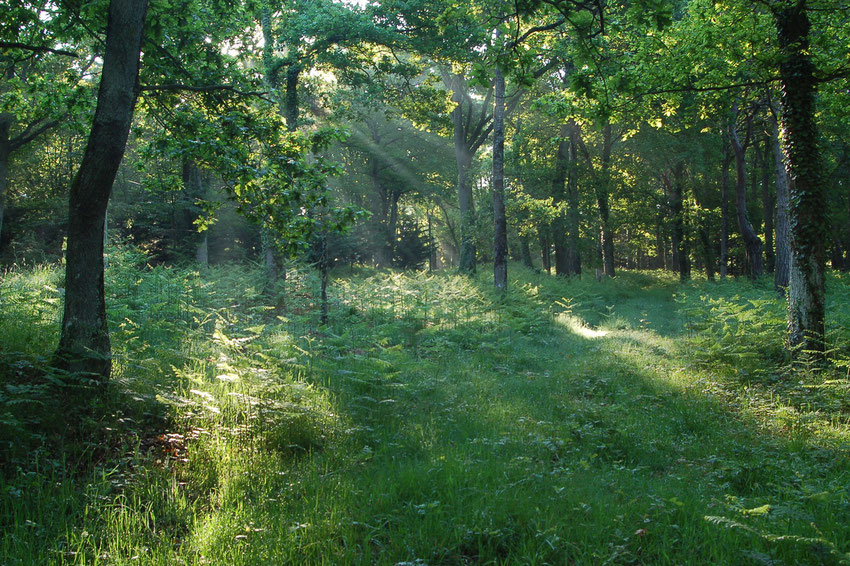 Chênaie-Charmaie au printemps. Plancoët - Mai 2010. Loïs MOREL.