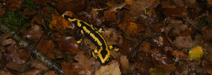 Salamandre tachetée (Salamandra salamandra) observée dans le bois du lycée