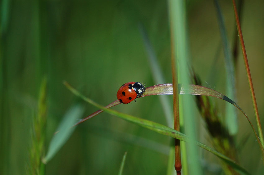 Errances de la Coccinelle - Piriac-sur-Mer. 2007. Loïs MOREL.