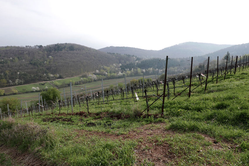 Soweit das Auge reicht: Weinberge, Weinberge, Weinberge