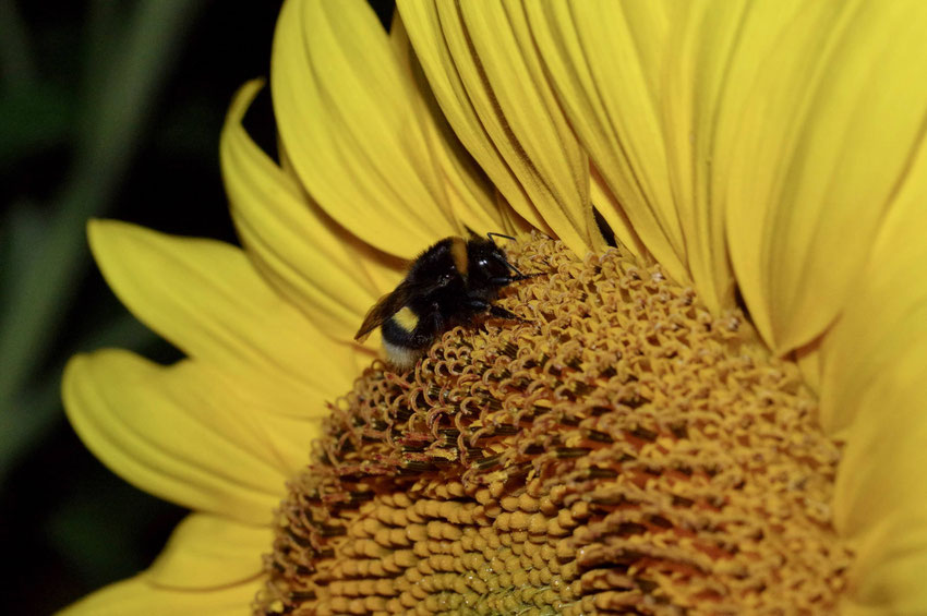 Wildbiene schläft in einer Sonnenblume. SÖDER