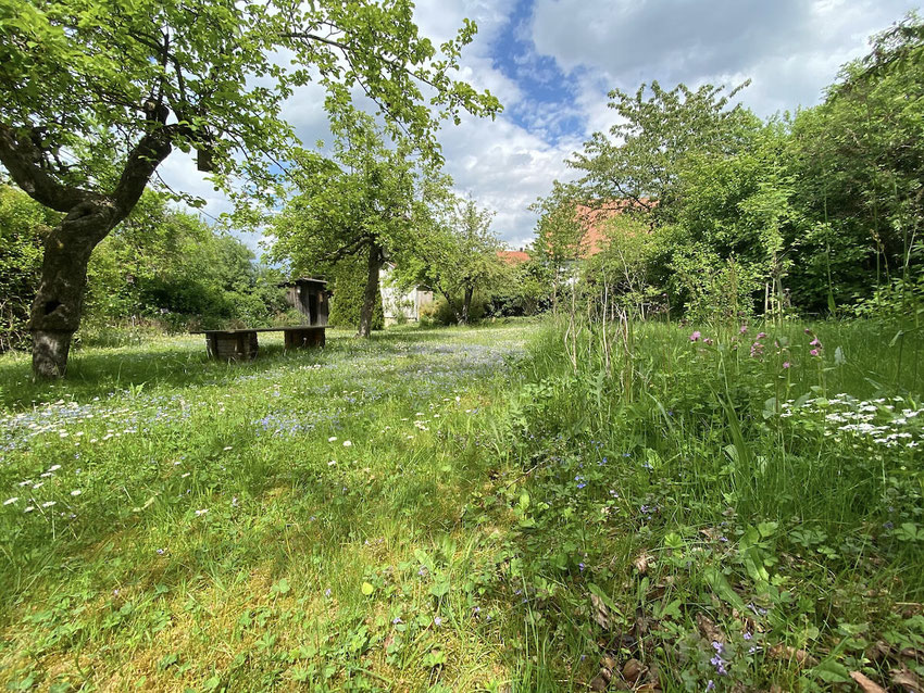 Bunte Wiese, blühende Blumen, ein Naturgarten im Mai. Ein Bild von naturgeflatter.