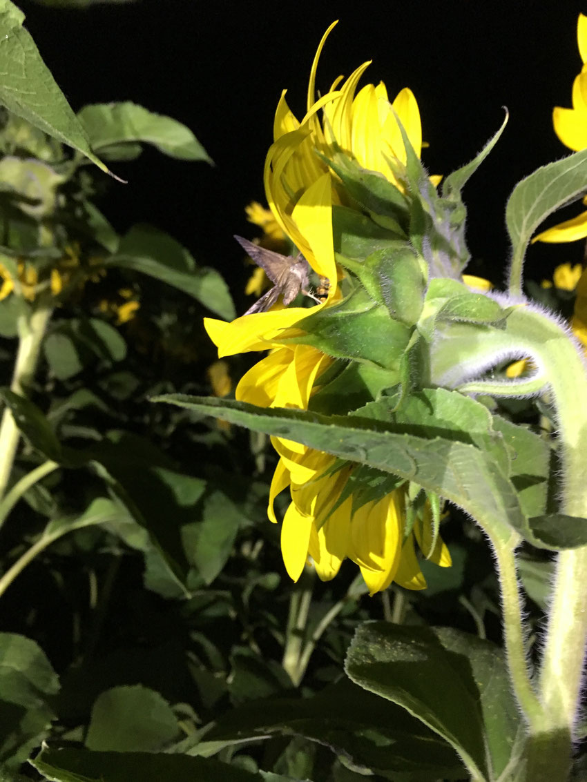 Gammaeule (Autographa gamma) an Sonnenblume, Christian Söder, naturgeflattera