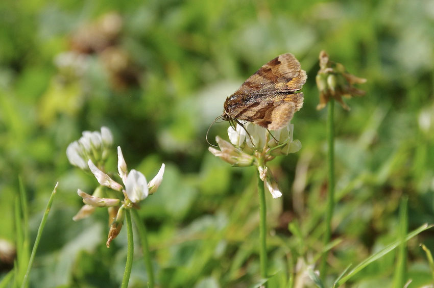 Die Hausmutter (Noctua pronuba)  - ein Langohrleckerbissen