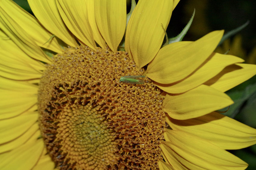 Florfliege ruht in einer Sonnenblume