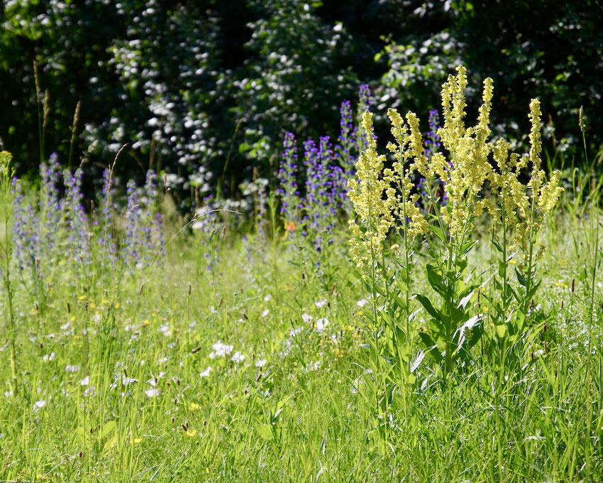 Eine blühende Saumgesellschaft aus Königskerzen, Natternkopf und anderen Wiesenblumen. Ein Bild von naturgeflatter.