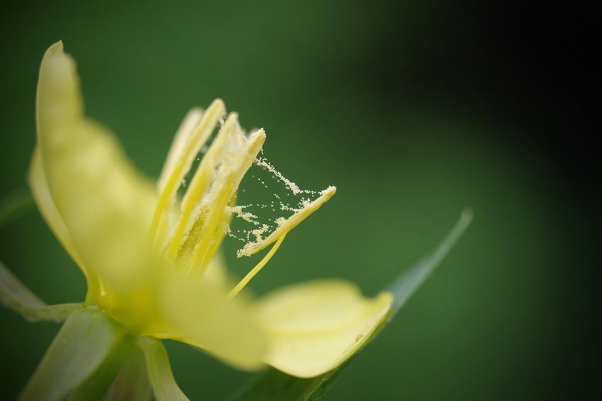 Gemeine Nachtkerze, (Oenothera biennis), der klebrige Pollens ist gut zu erkennen, Christian Söder, naturgeflatter