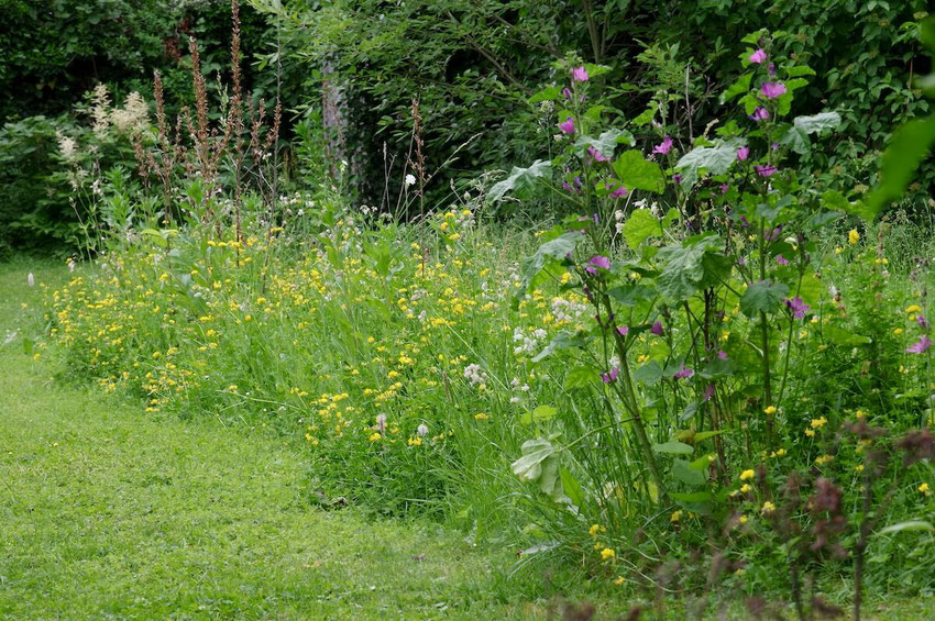 Ein bunt blühender Streifen aus Stauden im Garten. Ideal für Insekten, Vögel und Fledermäuse. Ein Bild von naturgeflatter.