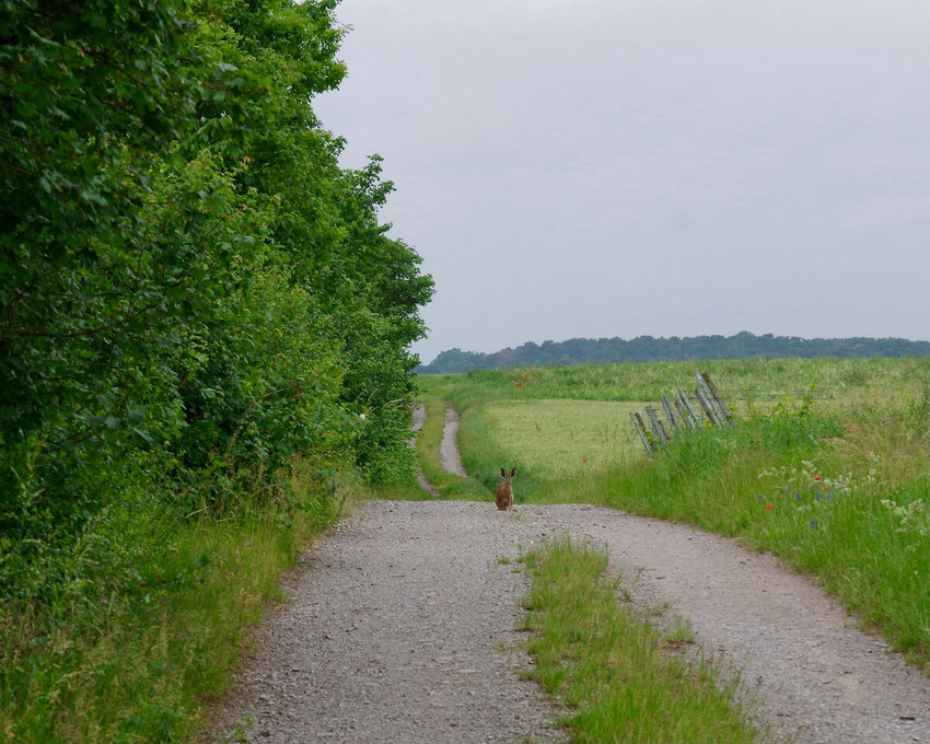 Ein Weg, gesäumt mit blühenden Wildkräutern entlang einer Feldhecke. In der Mitte sitzt ein Feldhase. Ein Bild von naturgeflatter.