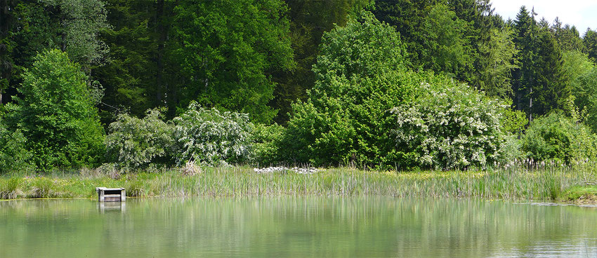 Frühling am Grüenbodeweiher